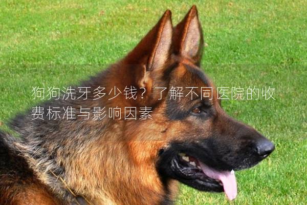 狗狗洗牙多少钱？了解不同医院的收费标准与影响因素