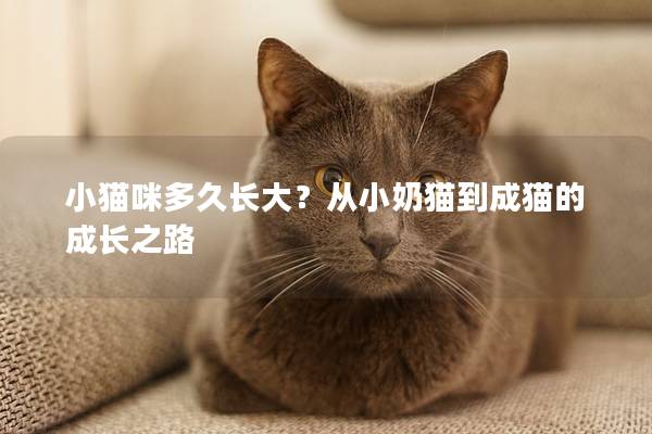 小猫咪多久长大？从小奶猫到成猫的成长之路
