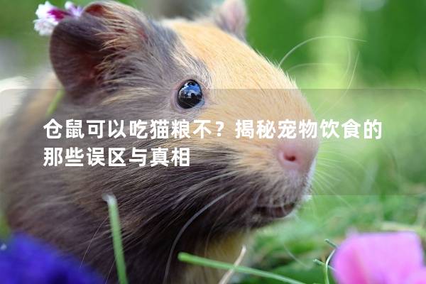 仓鼠可以吃猫粮不？揭秘宠物饮食的那些误区与真相