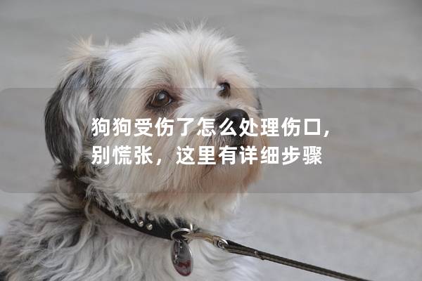 狗狗受伤了怎么处理伤口, 别慌张，这里有详细步骤