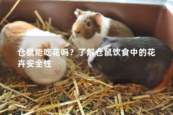 仓鼠能吃花吗？了解仓鼠饮食中的花卉安全性