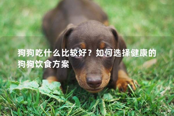狗狗吃什么比较好？如何选择健康的狗狗饮食方案