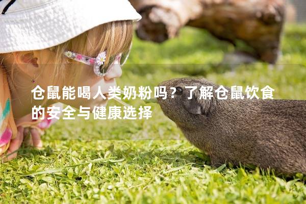 仓鼠能喝人类奶粉吗？了解仓鼠饮食的安全与健康选择
