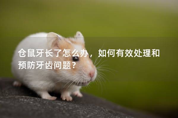 仓鼠牙长了怎么办，如何有效处理和预防牙齿问题？