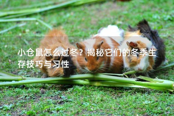小仓鼠怎么过冬？揭秘它们的冬季生存技巧与习性