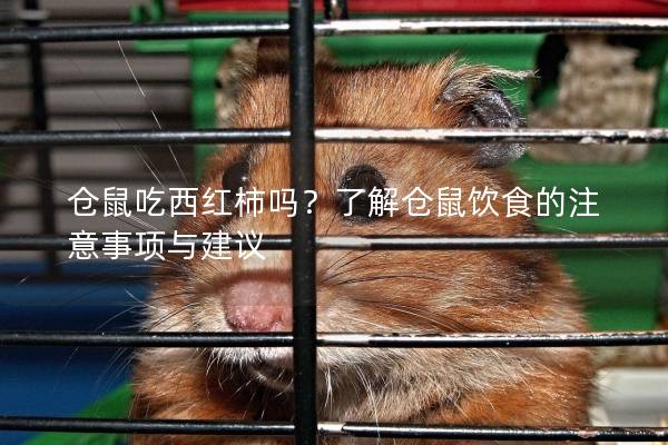 仓鼠吃西红柿吗？了解仓鼠饮食的注意事项与建议