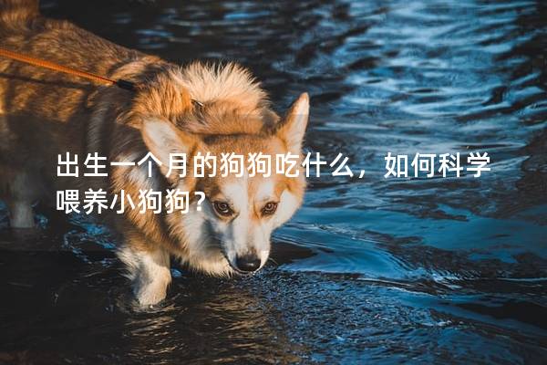 出生一个月的狗狗吃什么，如何科学喂养小狗狗？