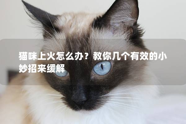猫咪上火怎么办？教你几个有效的小妙招来缓解