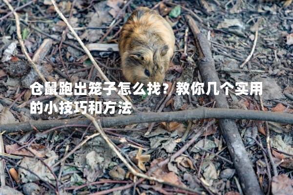 仓鼠跑出笼子怎么找？教你几个实用的小技巧和方法