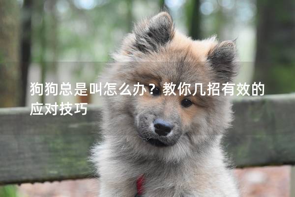 狗狗总是叫怎么办？教你几招有效的应对技巧