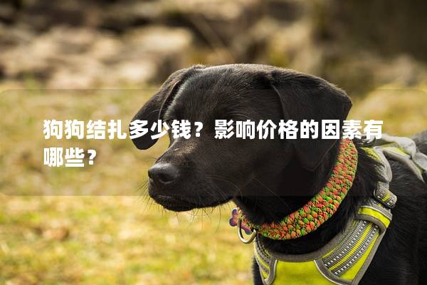 狗狗结扎多少钱？影响价格的因素有哪些？