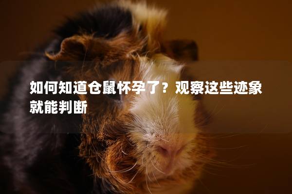 如何知道仓鼠怀孕了？观察这些迹象就能判断