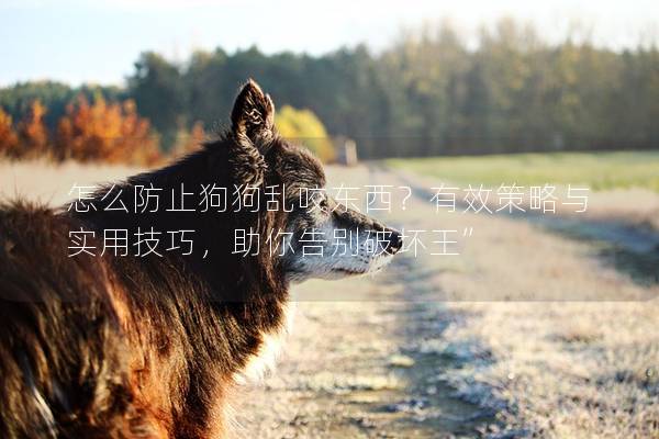 怎么防止狗狗乱咬东西？有效策略与实用技巧，助你告别破坏王”