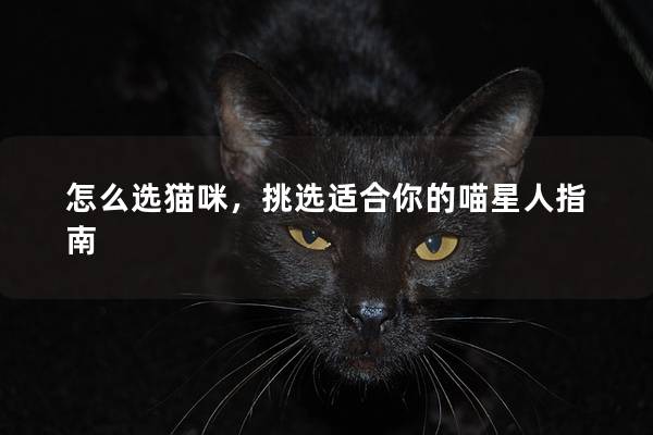 怎么选猫咪,挑选适合你的喵星人指南 怎么选猫咪,挑选适合你的喵星人指南