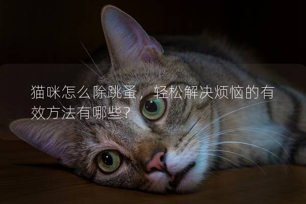 猫咪怎么除跳蚤，轻松解决烦恼的有效方法有哪些？