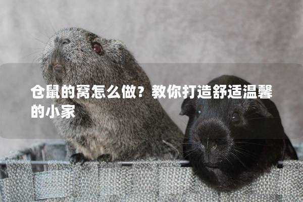 仓鼠的窝怎么做？教你打造舒适温馨的小家