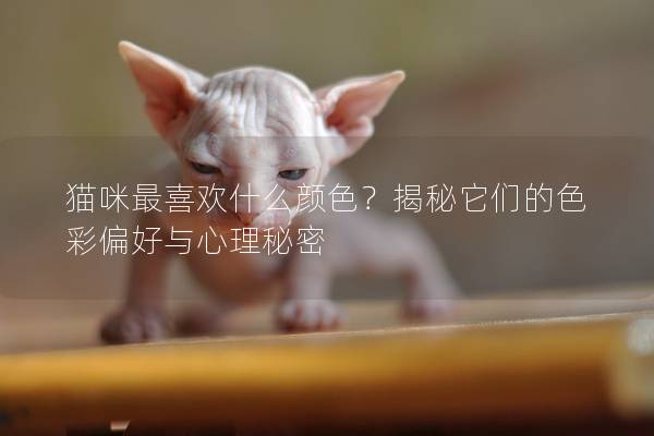 猫咪最喜欢什么颜色？揭秘它们的色彩偏好与心理秘密