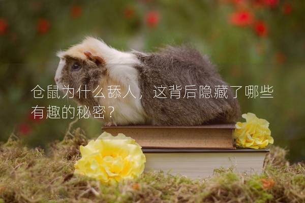 仓鼠为什么舔人，这背后隐藏了哪些有趣的秘密？