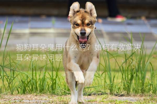 狗狗耳朵臭用什么药？如何有效解决耳朵异味问题