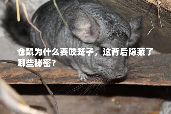 仓鼠为什么要咬笼子，这背后隐藏了哪些秘密？
