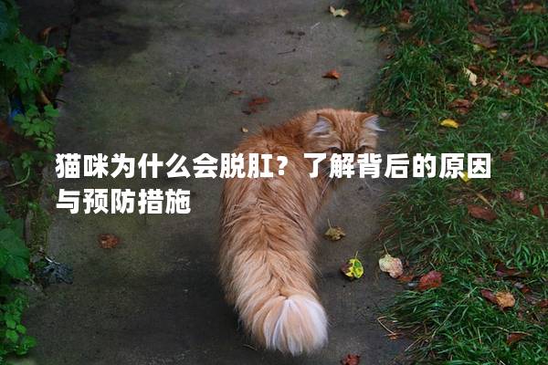 猫咪为什么会脱肛？了解背后的原因与预防措施