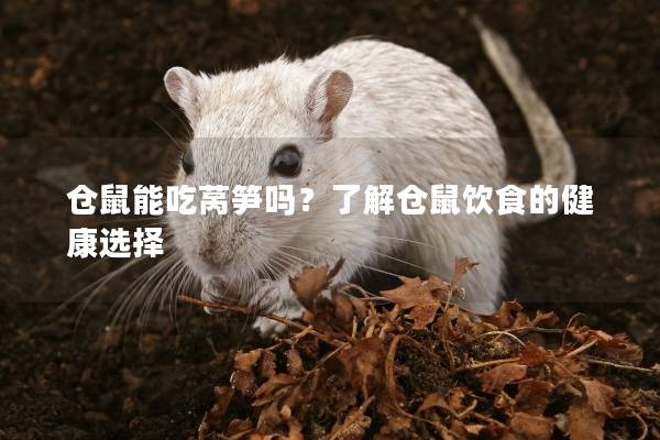 仓鼠能吃莴笋吗？了解仓鼠饮食的健康选择