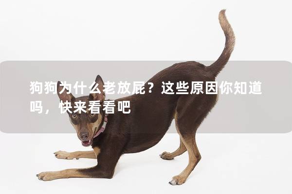 狗狗为什么老放屁？这些原因你知道吗，快来看看吧