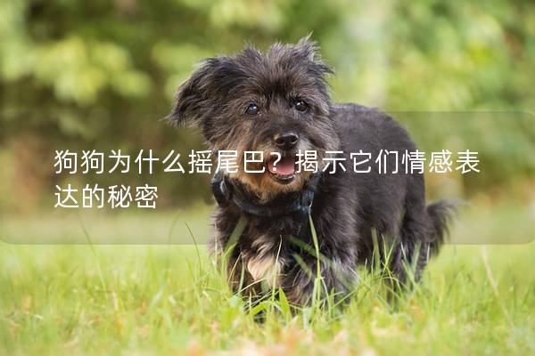 狗狗为什么摇尾巴？揭示它们情感表达的秘密