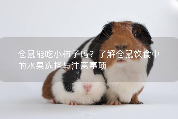 仓鼠能吃小柿子吗？了解仓鼠饮食中的水果选择与注意事项