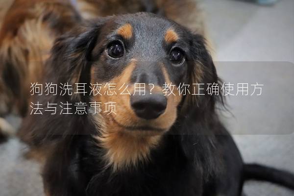 狗狗洗耳液怎么用？教你正确使用方法与注意事项