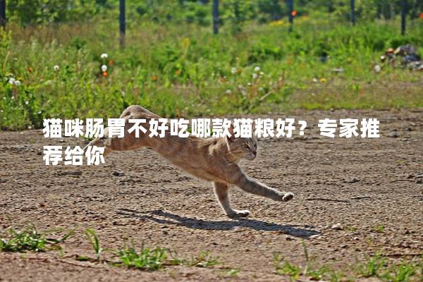 猫咪肠胃不好吃哪款猫粮好？专家推荐给你