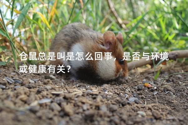 仓鼠总是叫是怎么回事，是否与环境或健康有关？