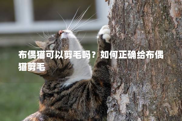 布偶猫可以剪毛吗?如何正确给布偶猫剪毛 布偶猫可以剪毛吗?如何正确给布偶猫剪毛