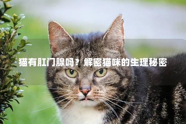 猫有肛门腺吗？解密猫咪的生理秘密
