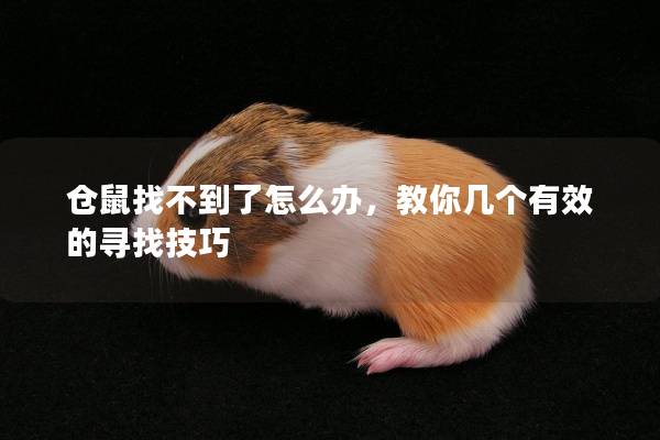 仓鼠找不到了怎么办，教你几个有效的寻找技巧