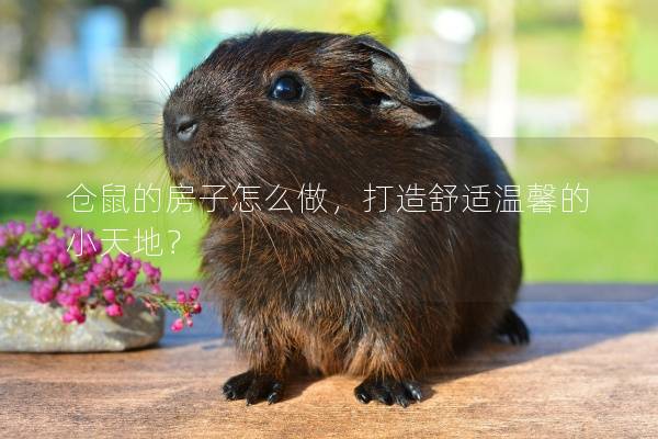 仓鼠的房子怎么做,打造舒适温馨的小天地? 仓鼠的房子怎么做,打造舒适温馨的小天地?