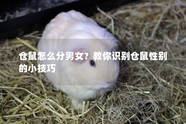 仓鼠怎么分男女？教你识别仓鼠性别的小技巧