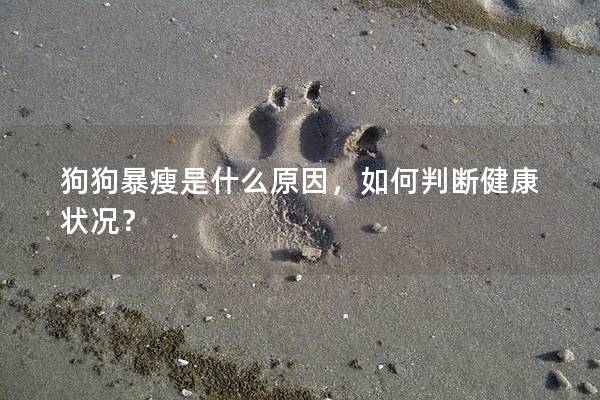 狗狗暴瘦是什么原因，如何判断健康状况？