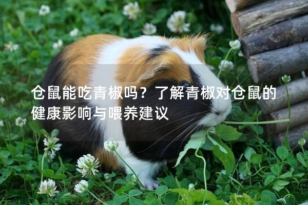 仓鼠能吃青椒吗？了解青椒对仓鼠的健康影响与喂养建议