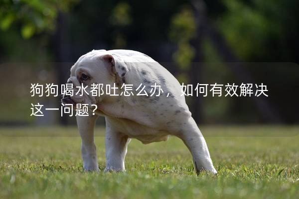 狗狗喝水都吐怎么办，如何有效解决这一问题？