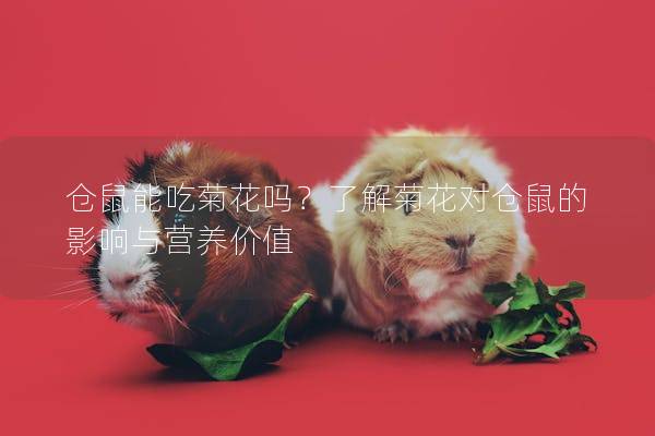 仓鼠能吃菊花吗？了解菊花对仓鼠的影响与营养价值
