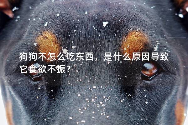 狗狗不怎么吃东西，是什么原因导致它食欲不振？