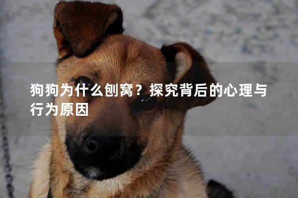 狗狗为什么刨窝?探究背后的心理与行为原因 狗狗为什么刨窝?探究背后的心理与行为原因