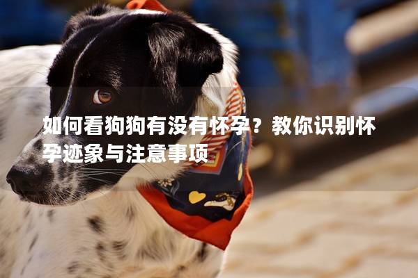如何看狗狗有没有怀孕？教你识别怀孕迹象与注意事项