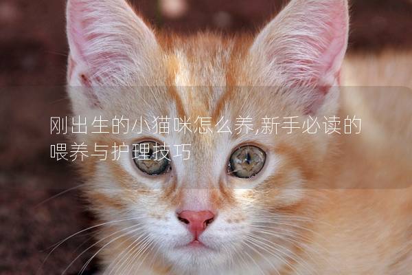 刚出生的小猫咪怎么养,新手必读的喂养与护理技巧