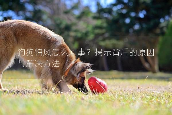 狗狗怕风怎么回事？揭示背后的原因与解决方法