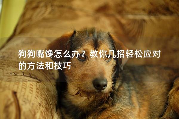 狗狗嘴馋怎么办？教你几招轻松应对的方法和技巧