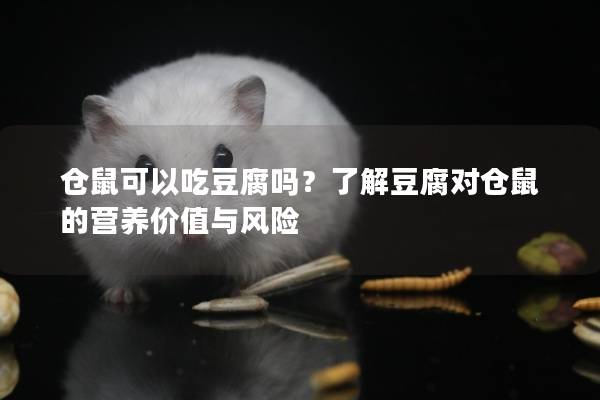 仓鼠可以吃豆腐吗？了解豆腐对仓鼠的营养价值与风险