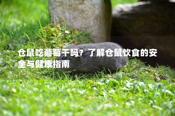 仓鼠吃葡萄干吗？了解仓鼠饮食的安全与健康指南