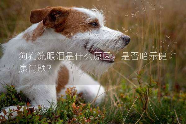 狗狗流眼泪是什么原因,是否暗示健康问题? 狗狗流眼泪是什么原因,是否暗示健康问题?